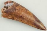 .92" Serrated, Triassic Reptile (Postosuchus?) Tooth - New Mexico - #202224-1
